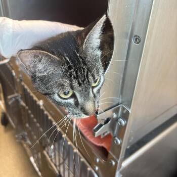 Nimble -  Domestic Short Hair Cat for Adoption in Council Bluffs, Iowa - Nimble | PetCurious
