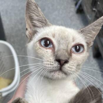 1263-C26 -  Domestic Short Hair Cat for Adoption in Port Charlotte, Florida - 1263-C26 | PetCurious