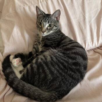Domestic Short Hair Cats Available for Adoption in Vineland, New Jersey - Oreo | PetCurious