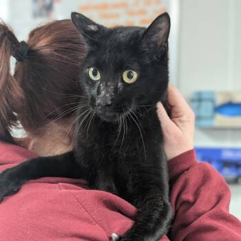 Rescue Domestic Short Hair Cats for Adoption in Canton, Illinois - Hocus | PetCurious