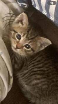 Lilly -  Domestic Short Hair Cat for Adoption in Portsmouth, Ohio - Lilly | PetCurious