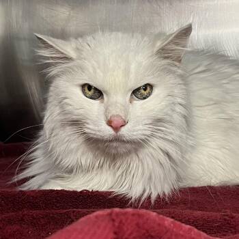 Frannie -  Ragdoll Cat for Adoption in Palm Springs, California - Frannie | PetCurious