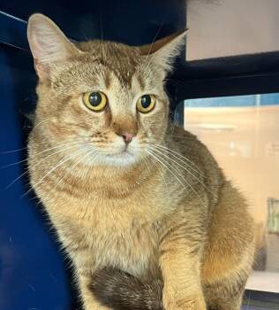 Celeste -  Domestic Short Hair Cat for Adoption in Golden, Colorado - Celeste | PetCurious
