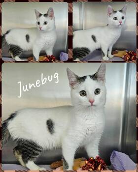 Rescue Domestic Short Hair Cats for Adoption in Universal City, Texas - Junebug | PetCurious