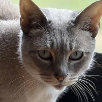 Rosie -  Burmese Cat for Adoption in Atoka, Tennessee - Rosie | PetCurious