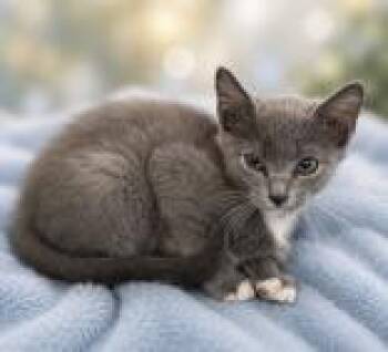 Keeton -  Domestic Short Hair Cat for Adoption in Portsmouth, Ohio - Keeton | PetCurious