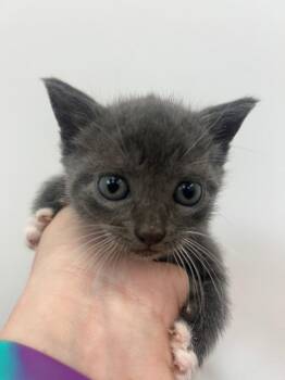 Spork -  Domestic Short Hair Cat Available for Adoption in Hartsville, South Carolina - Spork | PetCurious