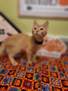 Rescue Domestic Short Hair Cats for Adoption in Brandon, Florida - Amy | PetCurious