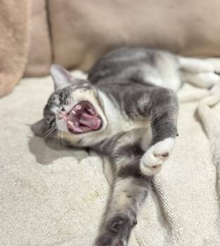 Rescue Domestic Short Hair Cats for Adoption in Courtenay, British Columbia - Minnow | PetCurious