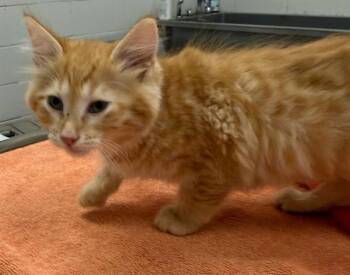 ROOIBAS -  Domestic Medium Hair Cat for Adoption in Peoria, Illinois - ROOIBAS | PetCurious