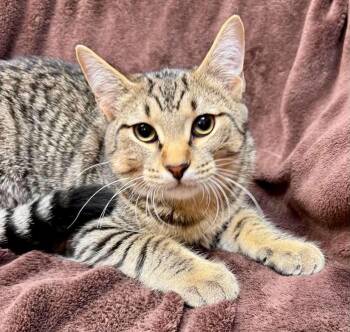 Ridge -  Domestic Short Hair Cat for Adoption in Alexandria, Minnesota - Ridge | PetCurious