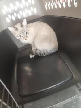 Little Bitt -  Domestic Short Hair Cat for Adoption in Mocksville, North Carolina - Little Bitt | PetCurious
