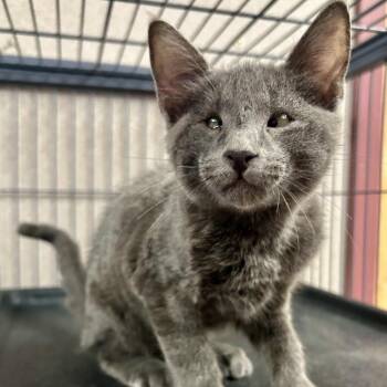Blueberry -  Domestic Short Hair Cat for Adoption in Saint Joseph, Missouri - Blueberry | PetCurious