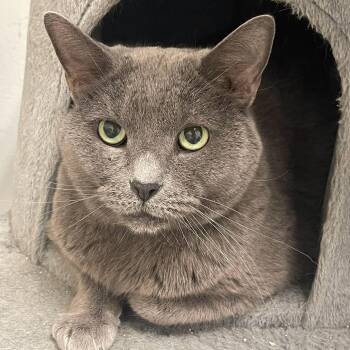 Rescue Domestic Short Hair Cats for Adoption in Indiana, Pennsylvania - Charcoal | PetCurious