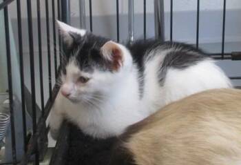 BEAN -  Domestic Short Hair Cat for Adoption in Ocala, Florida - BEAN | PetCurious