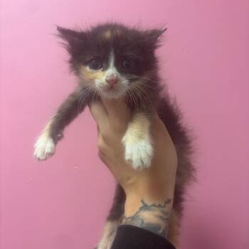 Maizie -  Domestic Short Hair Cat for Adoption in Webster, Texas - Maizie | PetCurious