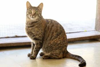 Rescue Domestic Short Hair Cats for Adoption in Cashiers, North Carolina - Jasmine | PetCurious