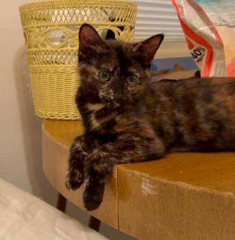 Peppercorn -  Domestic Short Hair Cat for Adoption in Battle Creek, Michigan - Peppercorn | PetCurious