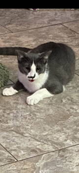 Rescue Domestic Short Hair Cats for Adoption in Visalia, California - Jake | PetCurious