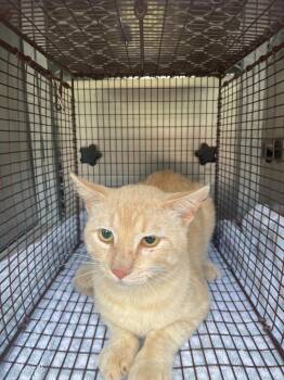 Domestic Short Hair Cats Available for Adoption in New Braunfels, Texas - Jefe | PetCurious