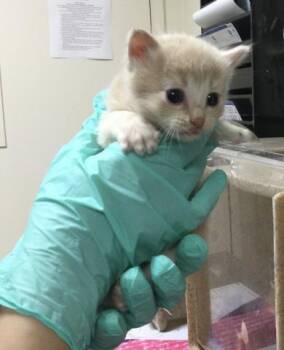Domestic Short Hair Cats Available for Adoption in Riverside, California - A1914267 | PetCurious
