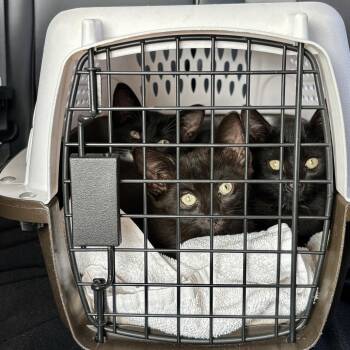 Stingray -  Domestic Short Hair Cat for Adoption in Fort Lauderdale, Florida - Stingray | PetCurious