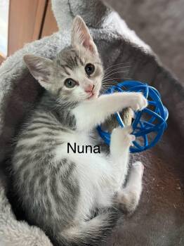 Nuna -  Domestic Short Hair Cat for Adoption in Stratford, Ontario - Nuna | PetCurious