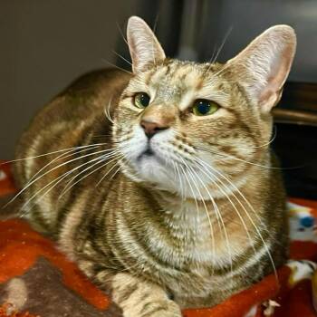 Domestic Short Hair Cats Available for Adoption - Octavia | PetCurious