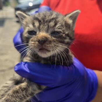 Robb -  Domestic Short Hair Cat for Adoption in Newark, New Jersey - Robb | PetCurious