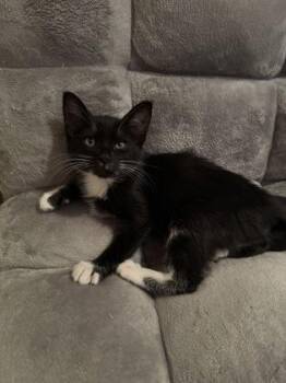 Domestic Short Hair Cats Available for Adoption in Pleasanton, California - Mary | PetCurious