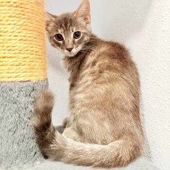 Willow -  Domestic Medium Hair Cat for Adoption in Harlingen, Texas - Willow | PetCurious