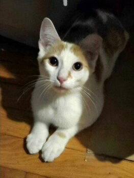 Ollie -  Domestic Short Hair Cat for Adoption in Candler, North Carolina - Ollie | PetCurious