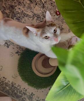 Rescue Domestic Short Hair Cats for Adoption in Groveland, Massachusetts - Ridge | PetCurious