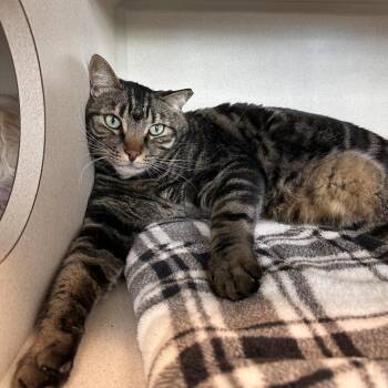 Domestic Medium Hair Cats Available for Adoption in Reno, Nevada - Hunter | PetCurious
