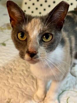 American Shorthair and Domestic Short Hair Cats Available for Adoption - Maple | PetCurious