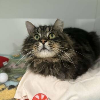 Domestic Long Hair and Maine Coon Cats Available for Adoption - Navarro | PetCurious