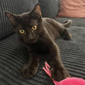 Cowboy Saunders -  Domestic Short Hair Cat for Adoption in Eagle Mountain, Utah - Cowboy Saunders | PetCurious