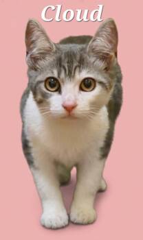 Cloud -  Domestic Short Hair Cat for Adoption in Rutherfordton, North Carolina - Cloud | PetCurious