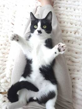 Domestic Short Hair Cats Available for Adoption - PJ | PetCurious