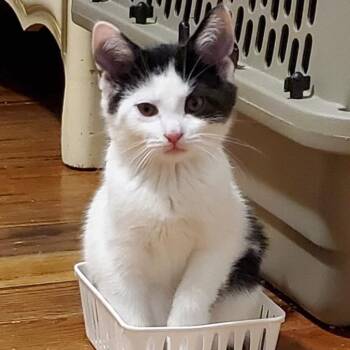 Domestic Short Hair Cats Available for Adoption in Granville, Ohio - Rooibos | PetCurious