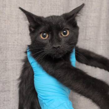 Wendy -  Domestic Short Hair Cat for Adoption in Hattiesburg, Mississippi - Wendy | PetCurious