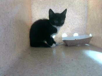 BETTY -  Domestic Short Hair Cat for Adoption in Tallahassee, Florida - BETTY | PetCurious