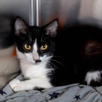 Jasmine -  Domestic Short Hair Cat for Adoption - Jasmine | PetCurious