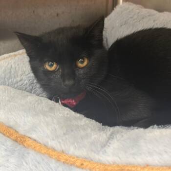 R163916 Envy -  Domestic Short Hair Cat for Adoption in Port Washington, New York - R163916 Envy | PetCurious