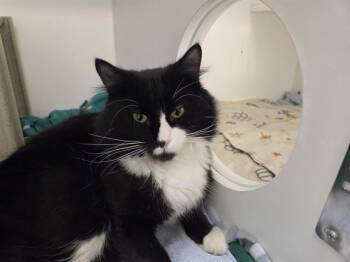 STEINMAN -  Domestic Long Hair Cat for Adoption in Kent, Washington - STEINMAN | PetCurious