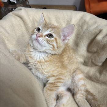 Rescue Domestic Short Hair Cats for Adoption in Sonora, California - Cady | PetCurious