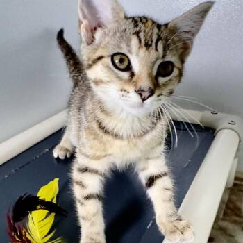 Charley -  Domestic Short Hair Cat for Adoption in Franklin, North Carolina - Charley | PetCurious