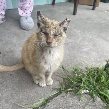 Domestic Short Hair Cats Available for Adoption in San Antonio, Texas - MASTER SPLINTER | PetCurious