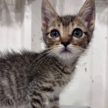 Whip -  Domestic Short Hair Cat for Adoption in Corpus Christi, Texas - Whip | PetCurious