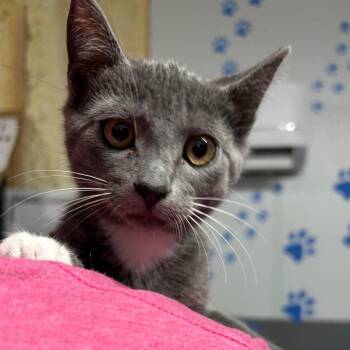 Juniper 1772 -  American Shorthair Cat for Adoption in Hamilton, Georgia - Juniper 1772 | PetCurious